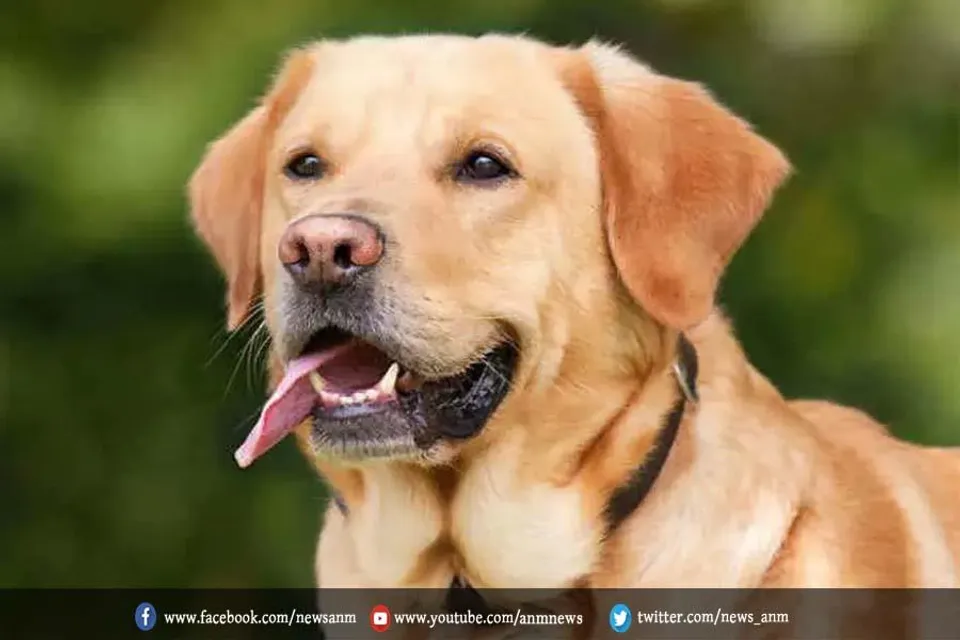 बत्तखों का पिता बना कुत्ता, देखे वीडियो