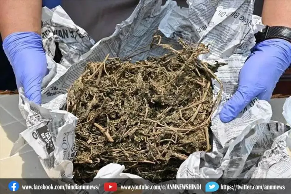 धान के भूसे में छिपाकर लाया जा रहा गांजा