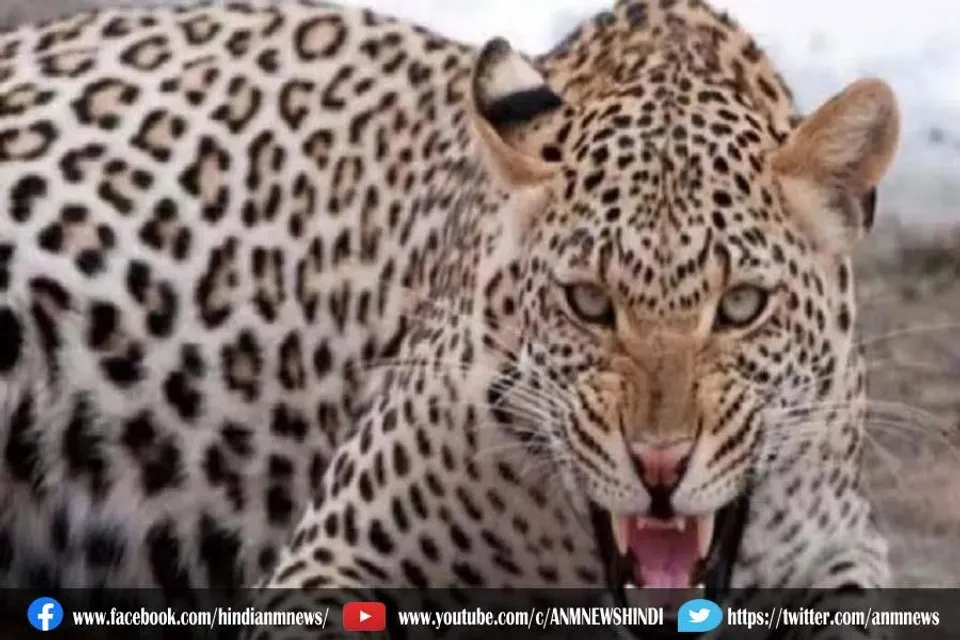 तेंदुए ने डेढ़ साल की मासूम को इस तरह अपना शिकार बना लिया