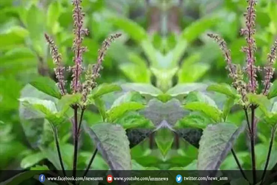 जानिए कयो किया जाता है शरद पूर्णिमा पर तुलसी पूजन