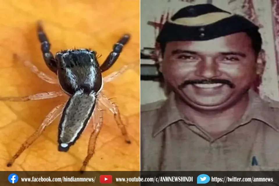 शहीद तुकाराम ओंबले के नाम पर रखा गया मकड़ी का नाम