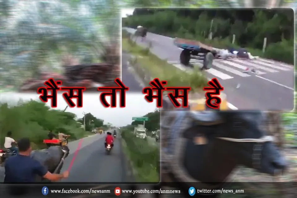 भैंस तो भैंस है (वीडियो)