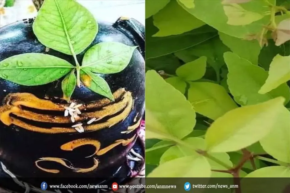 महाशिवरात्रि पर करें बेलपत्र के ये 4 उपाय