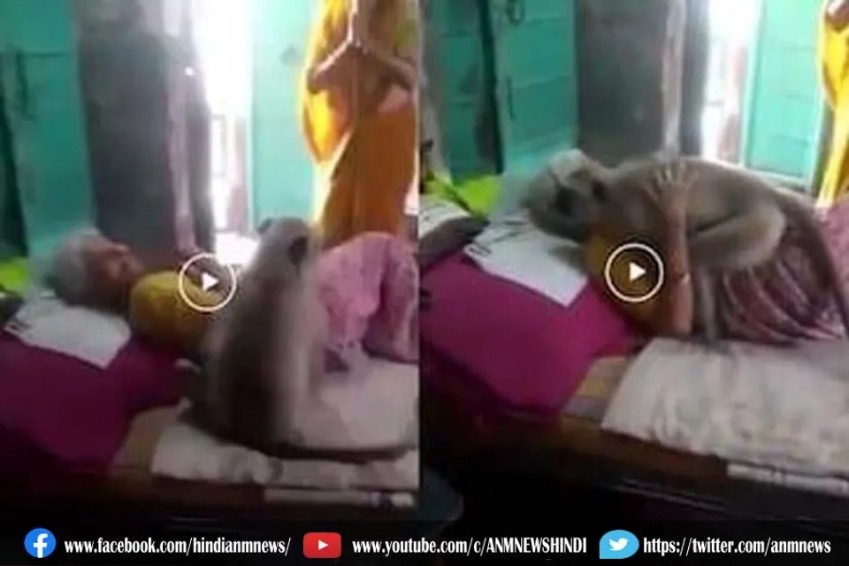 बंदर ने बीमार बुढ़िया को गले लगाया