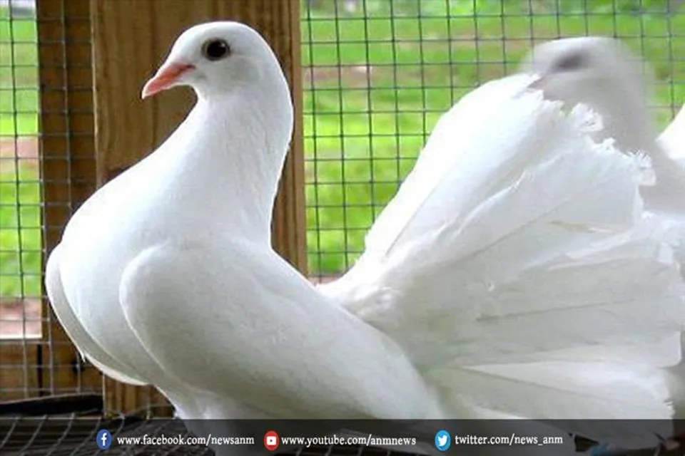 घर में कबूतर का घोंसला बनाना शुभ या अशुभ?