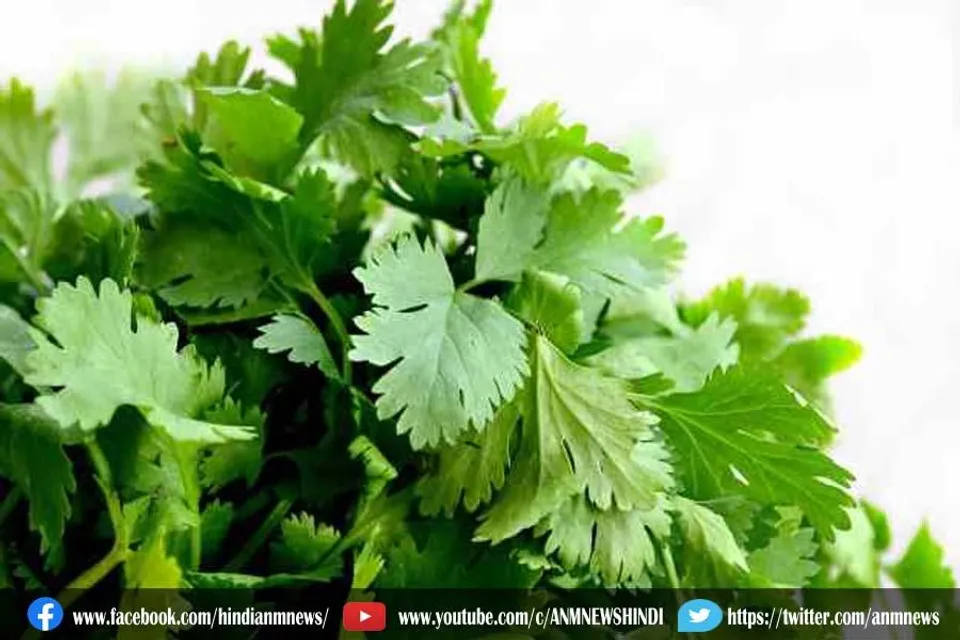 हरा धनिया खाने के फायदे