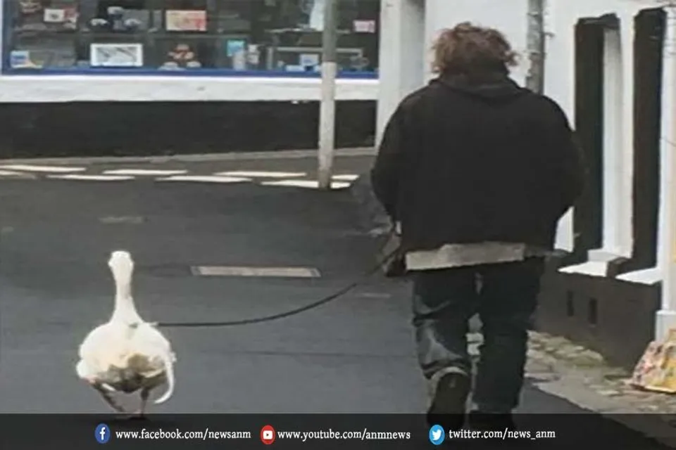 शख्स ने हंस पर पट्टा बांध कर चला