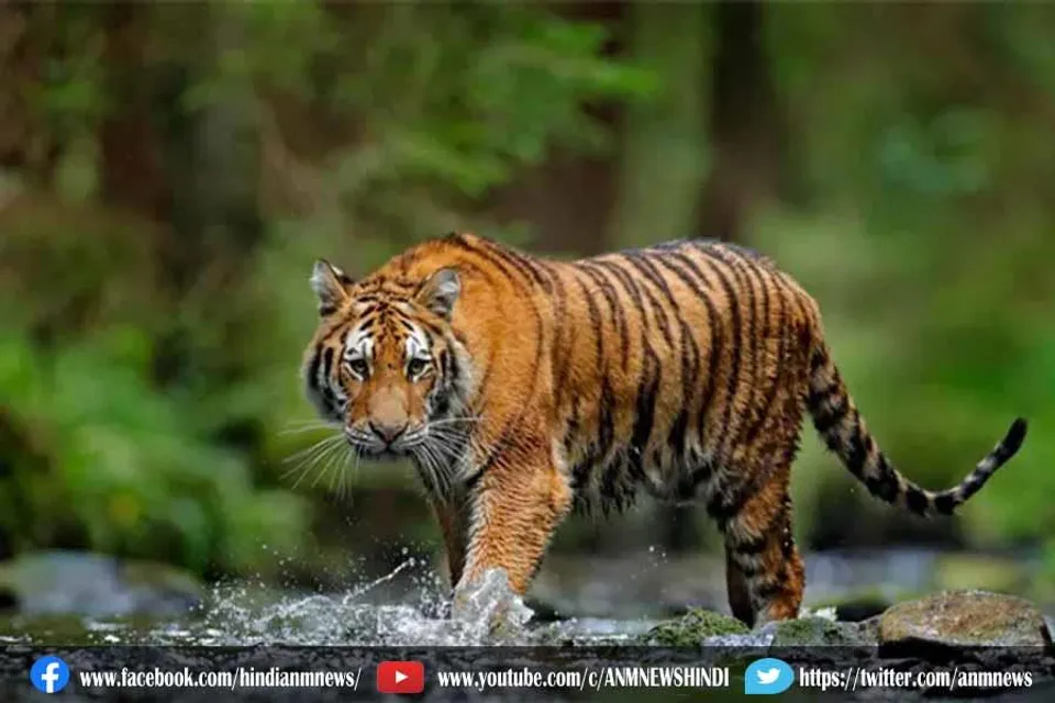 आज World Wildlife Day