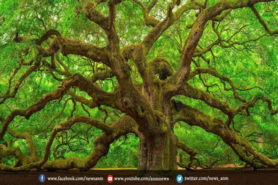ओक के पेड़ को विलुप्त माना जाता है