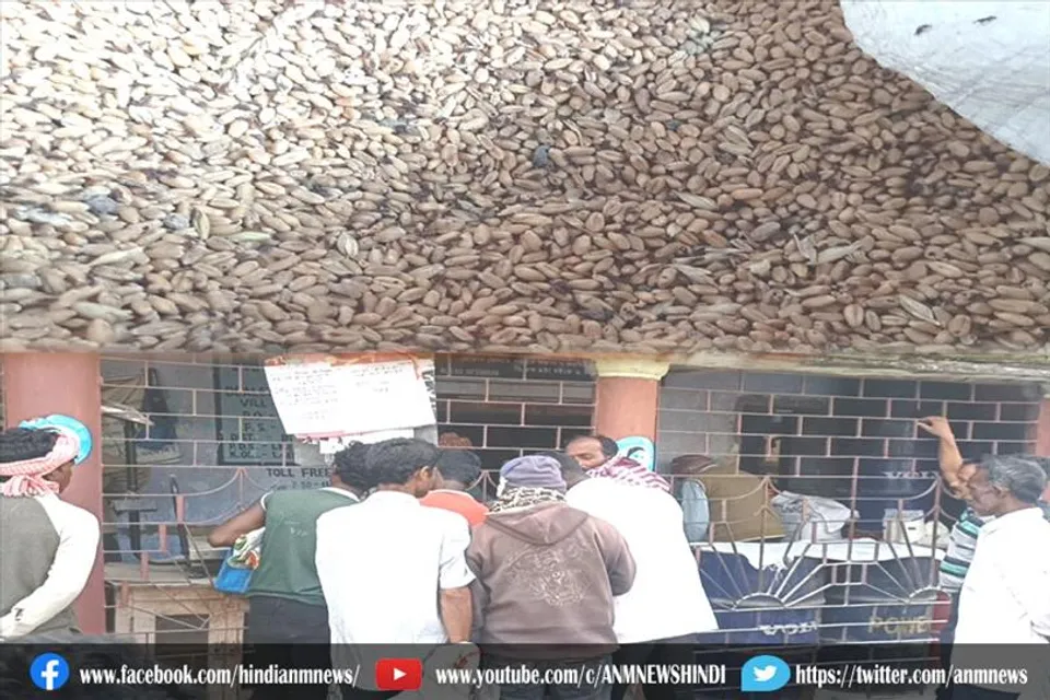 राज्य सरकार के राशन में मिला कीड़े वाला गेहुँ