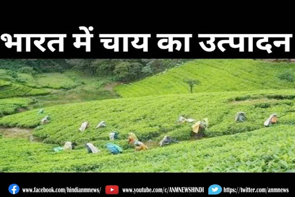 सितंबर में भारत का चाय उत्पादन इतने प्रतिशत बढ़ा