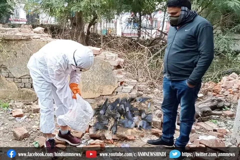 कोरोना संक्रमण के बीच कौओं की मौत से मचा हड़कंप