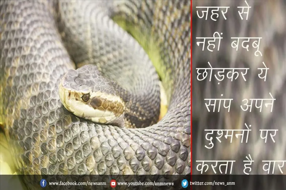 जहर से नहीं बदबू छोड़कर ये सांप अपने दुश्मनों पर करता है वार