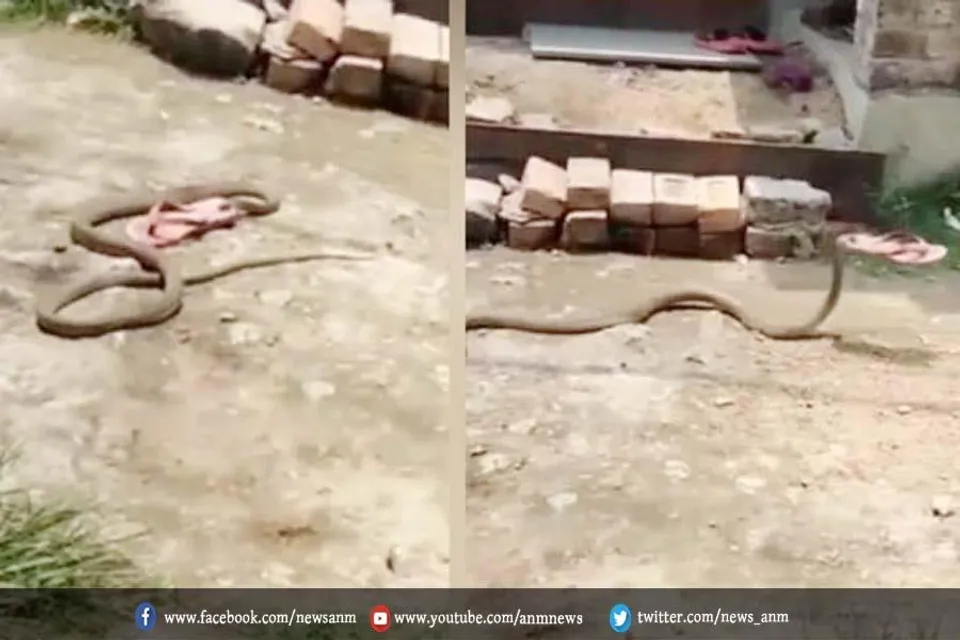 सांप ने की चोरी