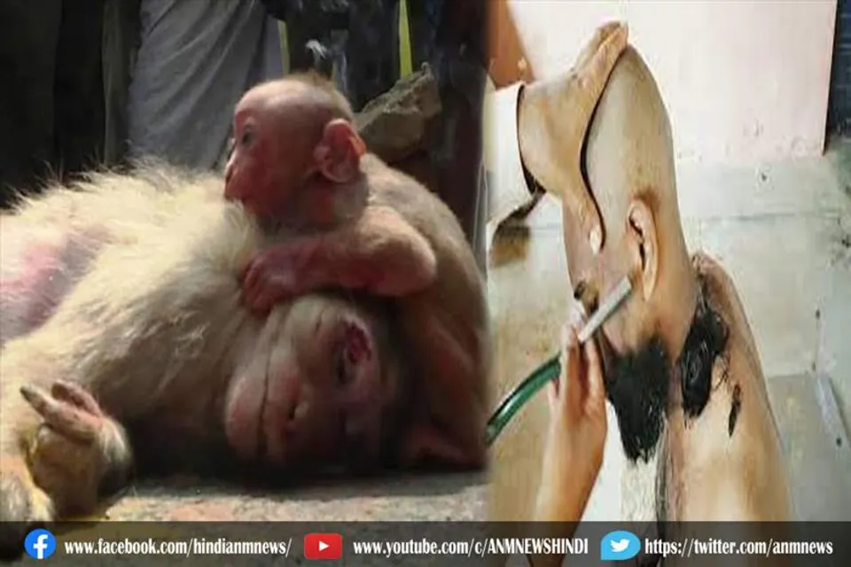 ग्रामीणों ने बंदर की मौत पर कराया मुंडन