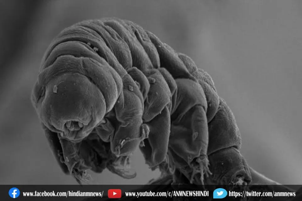 हर हाल में जिंदा रह सकता है ये कठोर जीव