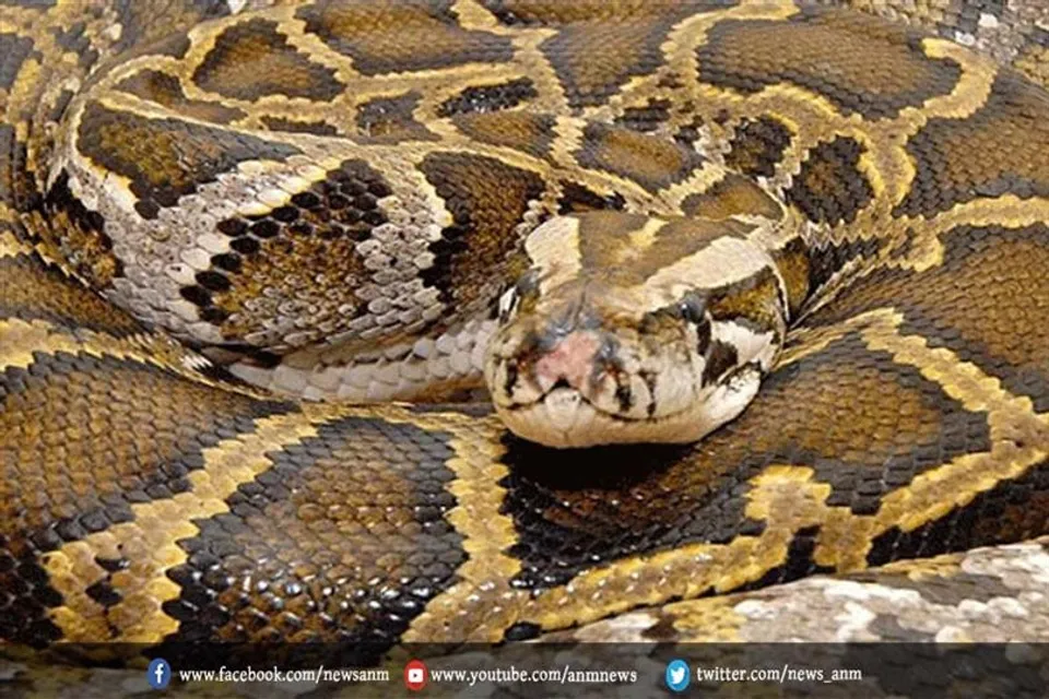 साप को देखकर होश उड़ गए