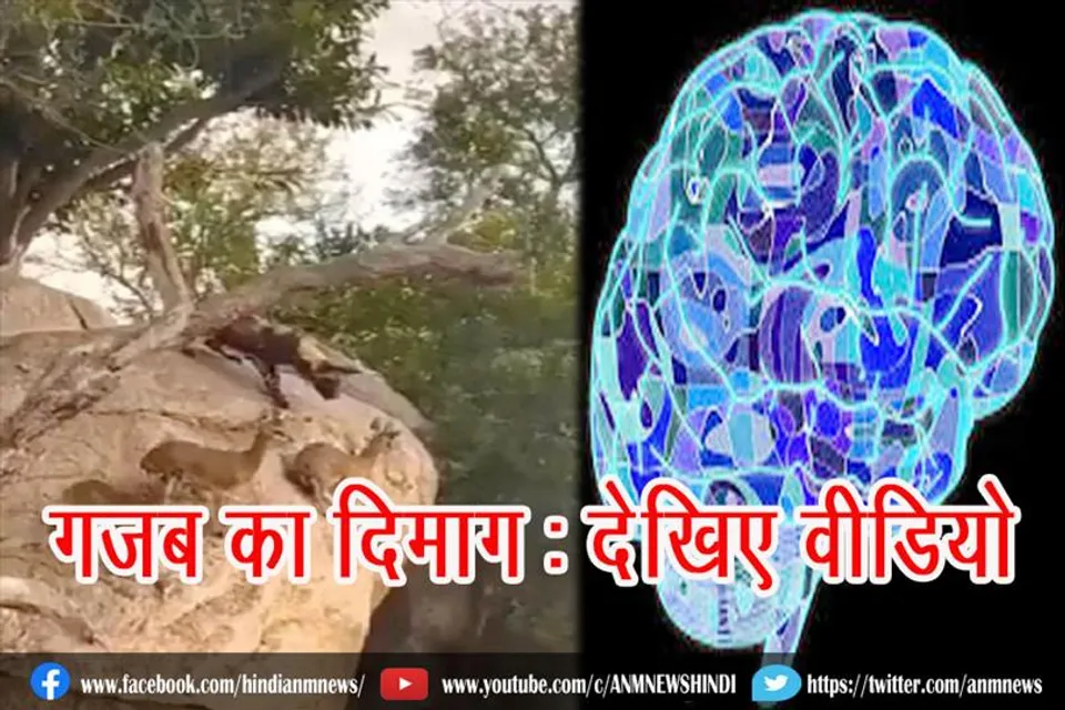 गजब का दिमाग : देखिए वीडियो