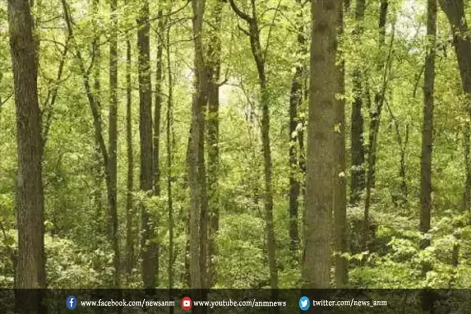 पहला जंगल रेड रोड से दूर मैदान में विकसित किया जाएगा