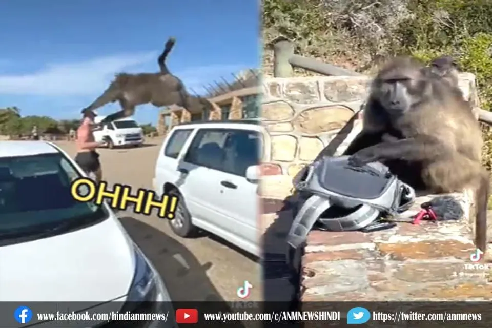 बंदरों के समूह ने किया हमला, वीडियो वायरल