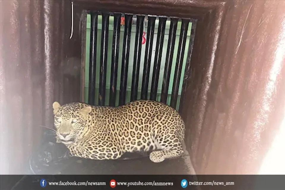 वन-विभाग के जाल में फंसा खतरनाक तेंदुआ