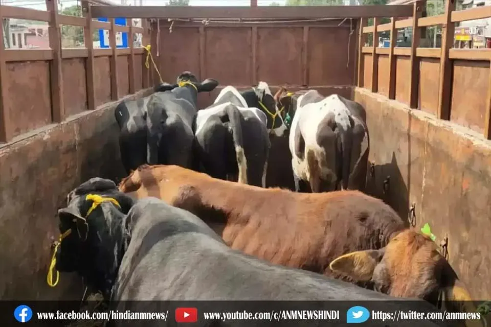 पशु तस्करी मामले में गिरफ्तार इनामुल हक