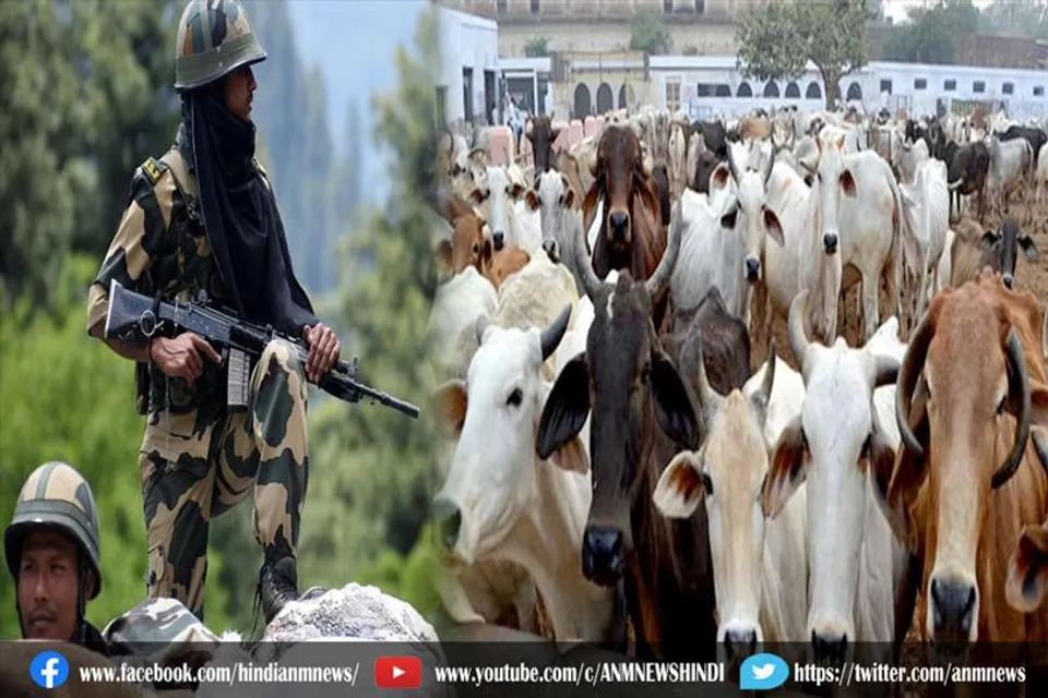 बीएसएफ ने अंतरराष्ट्रीय सीमा से बचाए 17 मवेशी