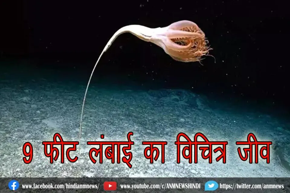 प्रशांत महासागर में वैज्ञानिकों को मिला 9 फीट लंबाई का विचित्र जीव