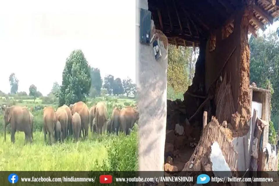 हाथियों के झुंड के तांडव से घर और फसल हुआ बर्बाद