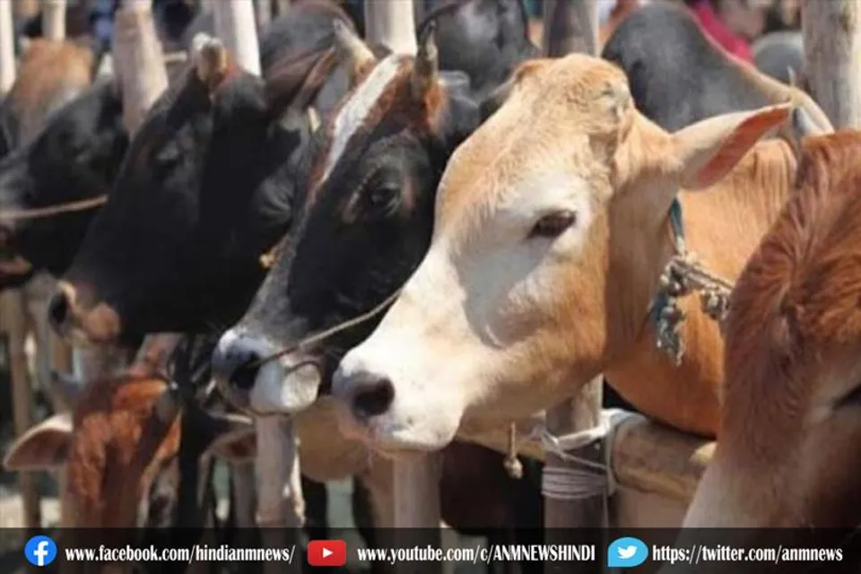 इलाहाबाद : गाय को राष्ट्रीय पशु रहने दें, इस बार हाईकोर्ट की सिफारिश