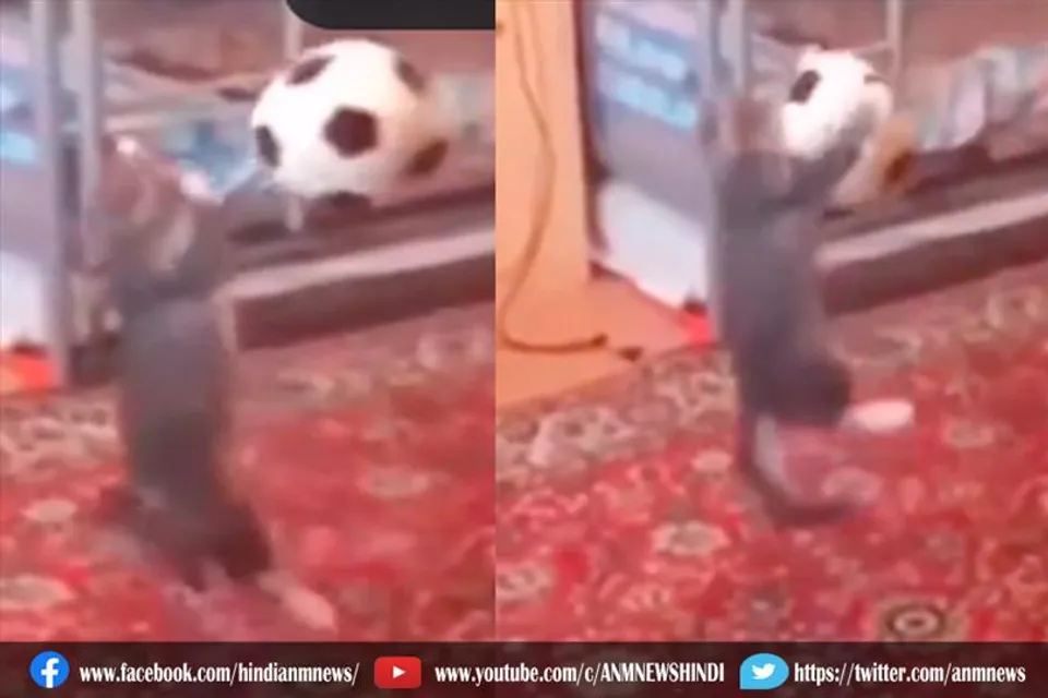 बिल्ली ने फुटबॉल को किया किक