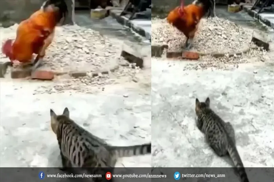 मुर्गे पर अटैक करने चली थी बिल्ली