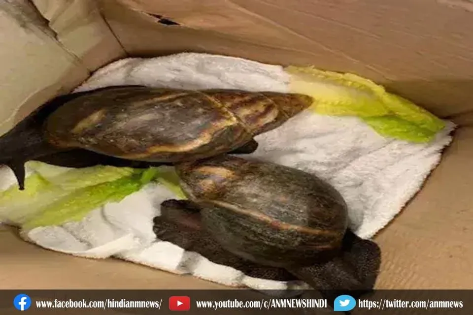 घोंघा इंसानों के लिए काफी खतरनाक है