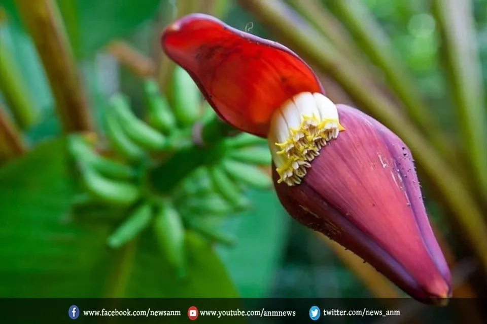 केले का फूल के फायदे