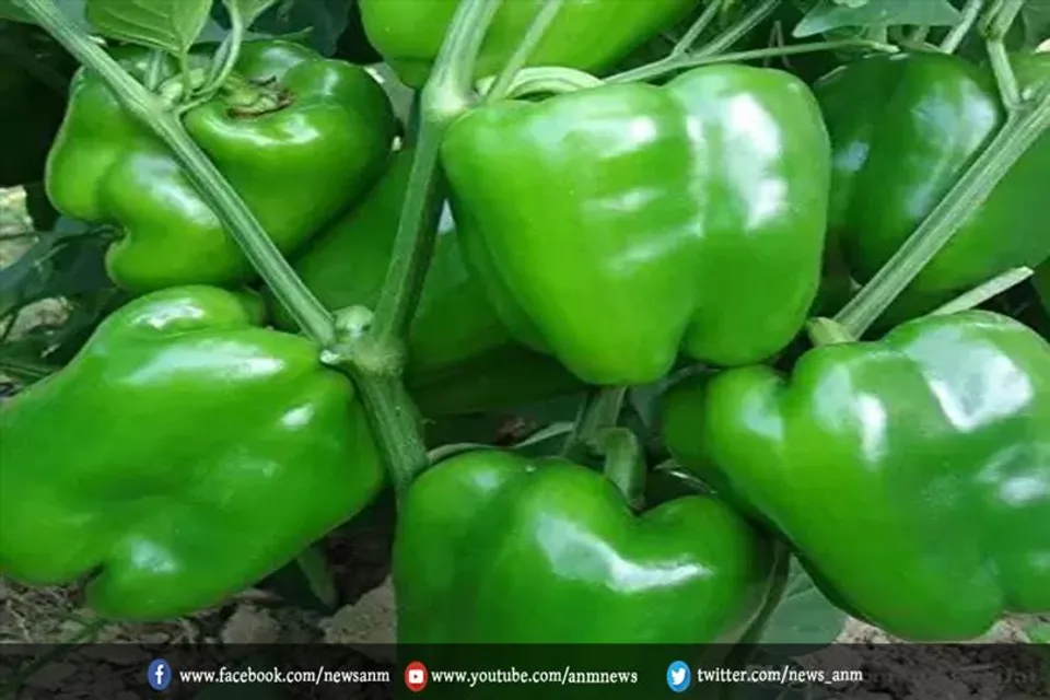 ज्यादा स्वाद के लिए बनाए पनीर के साथ शिमला मिर्च