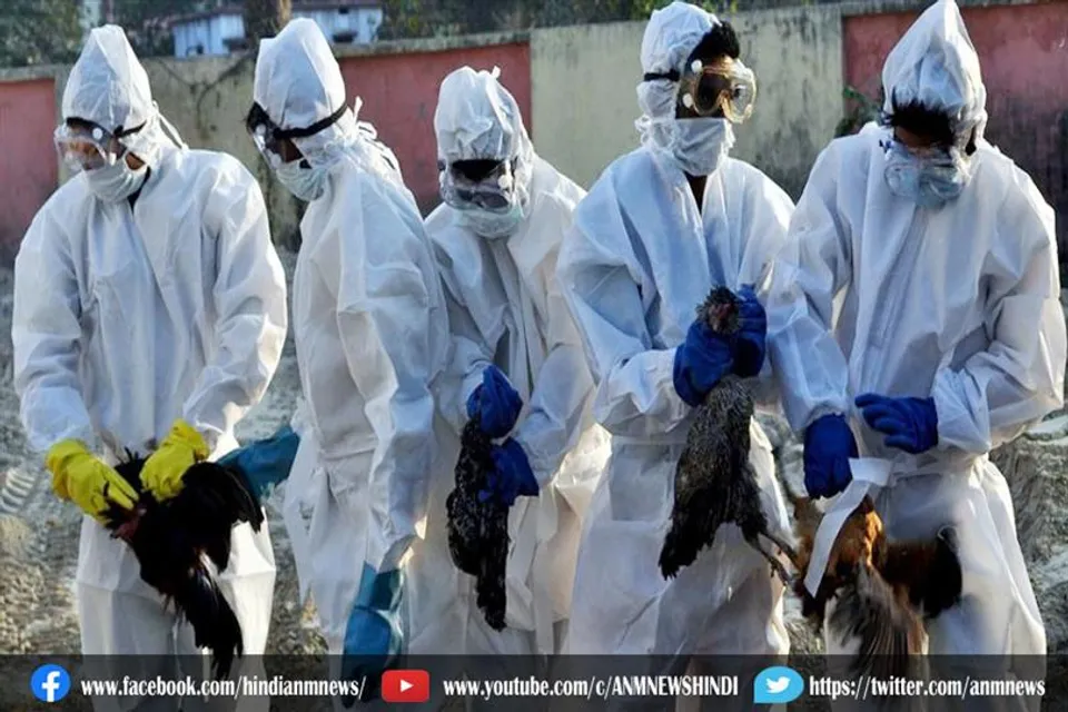 बर्ड फ्लू: 25 हजार से ज्यादा मुर्गियों को मारने का आदेश दिया गया