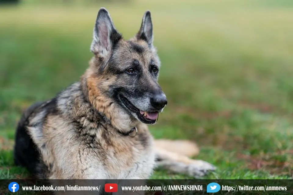 अमेरिकी राष्ट्रपति जो बाइडन के कुत्ते Champ ने तोड़ा दम