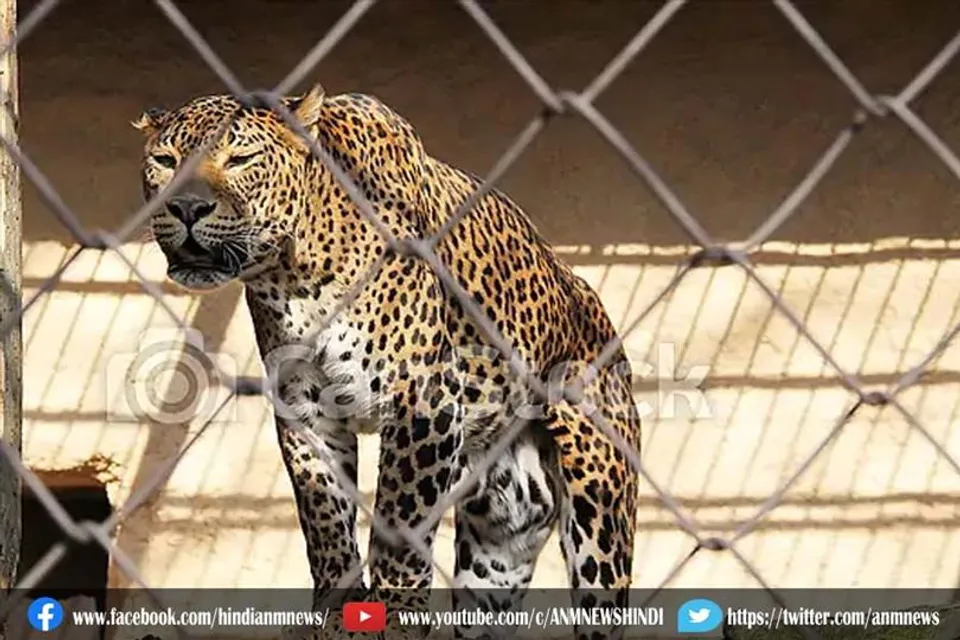 हिमालयी काले भालू के लिए पिंजरे में फंसा तेंदुआ