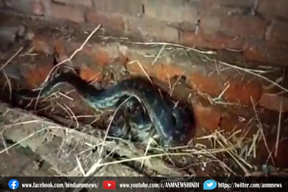 घर में घुस आया विशालकाय अजगर