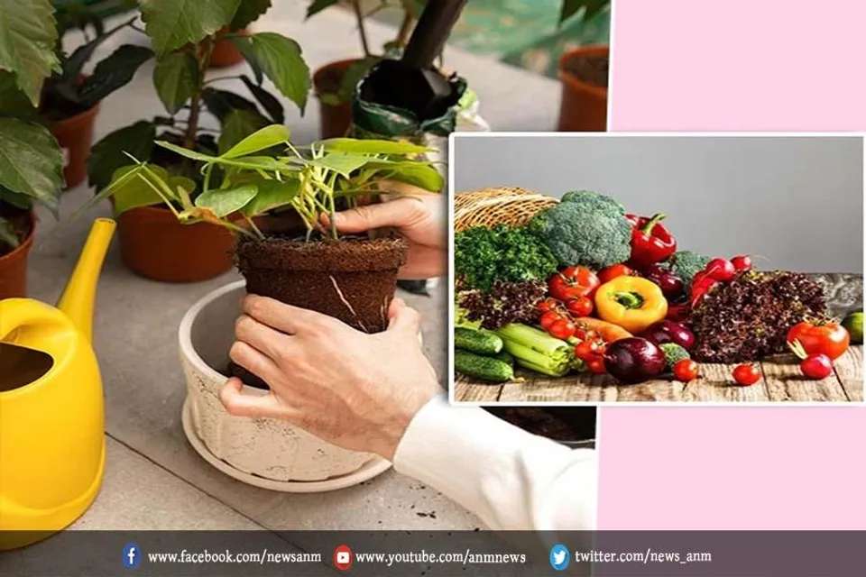 जनवरी में लगने वाले सब्जियां