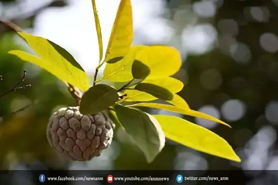 सीताफल के पत्ते के फायदे