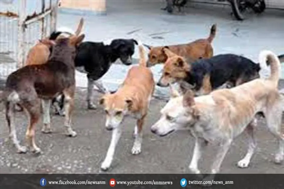 आवारा कुत्तों का आतंक