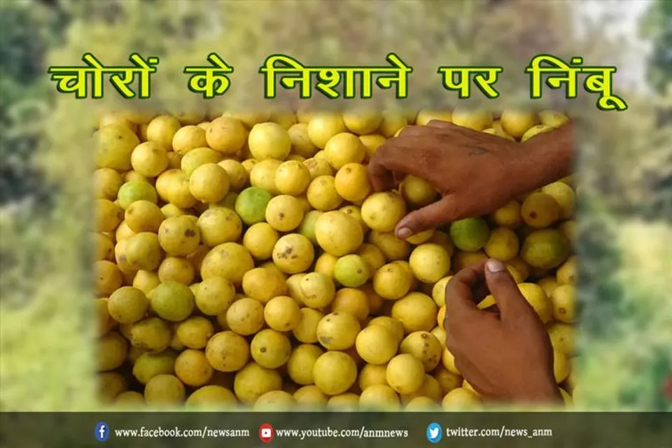 चोरों के निशाने पर निंबू