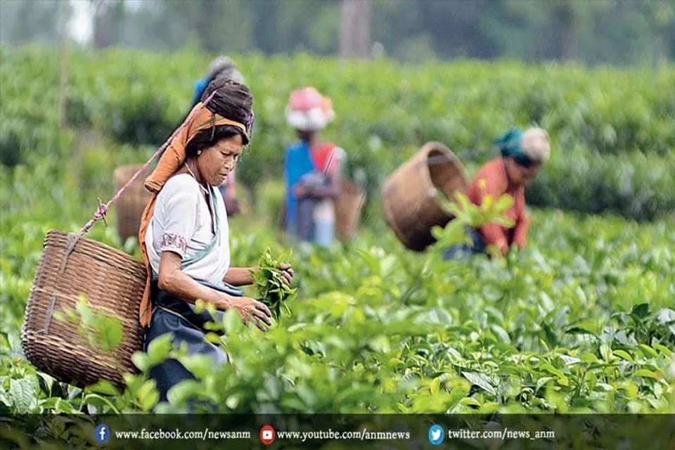 चाय बागानों के अधिग्रहण पर आपत्ति जताई बंगाल सरकार