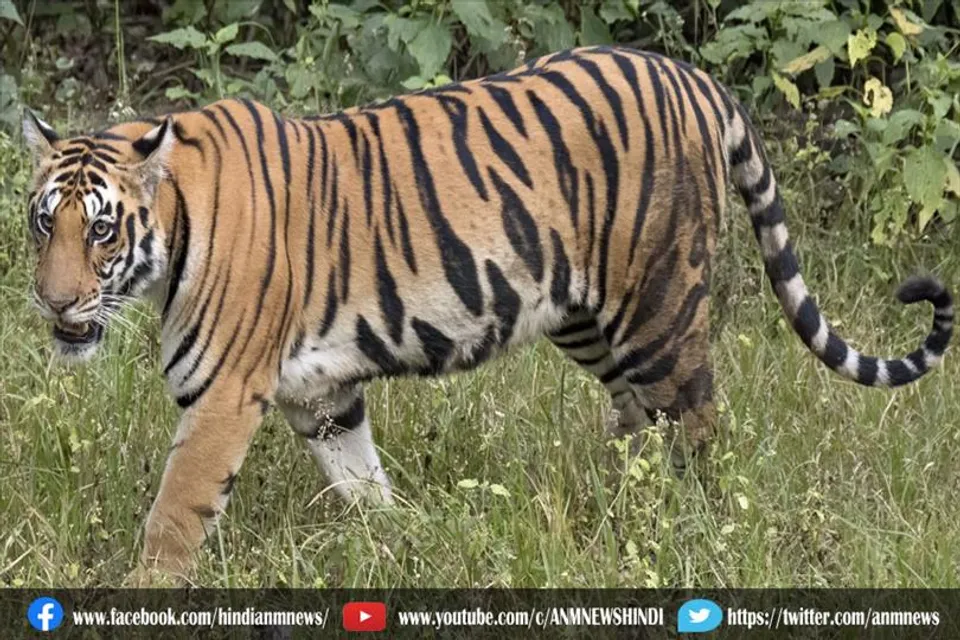 सुंदरबन मैंग्रोव में मछुआरे की मौत