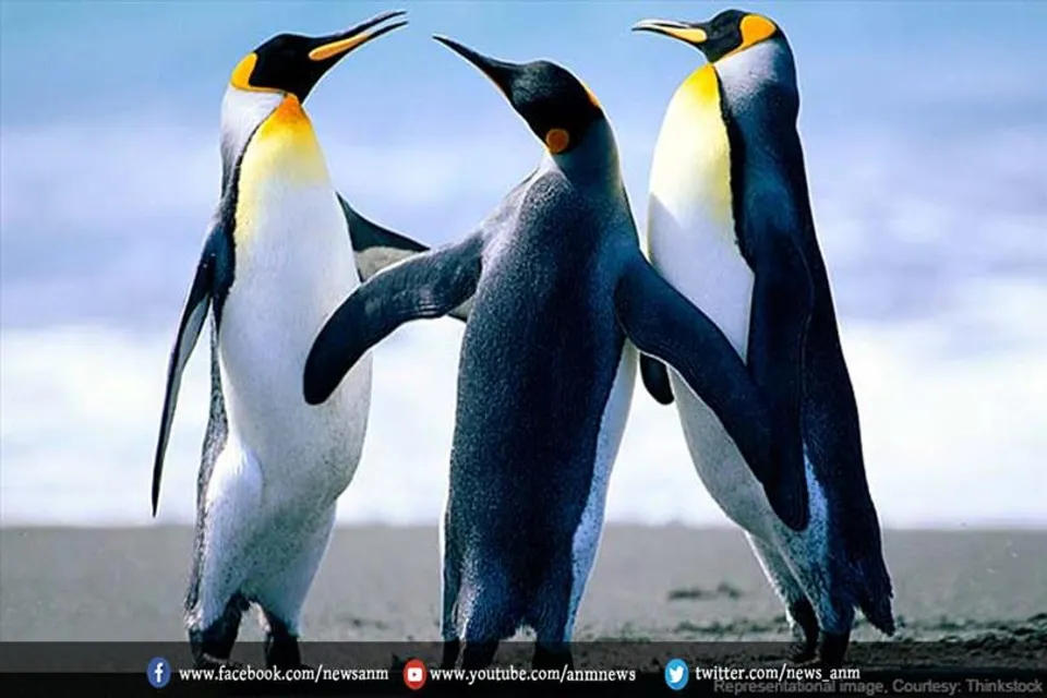 खतरे में हैं अफ्रीकी पेंगुइन