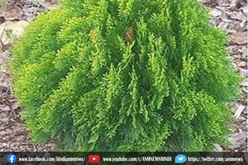 बसंत पंचमी के शुभ अवसर पर घर में लगाए ये पौधा