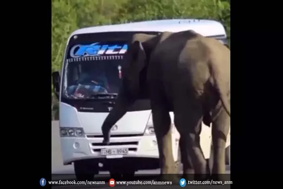 हाथी ने रुकवाई यात्री बस
