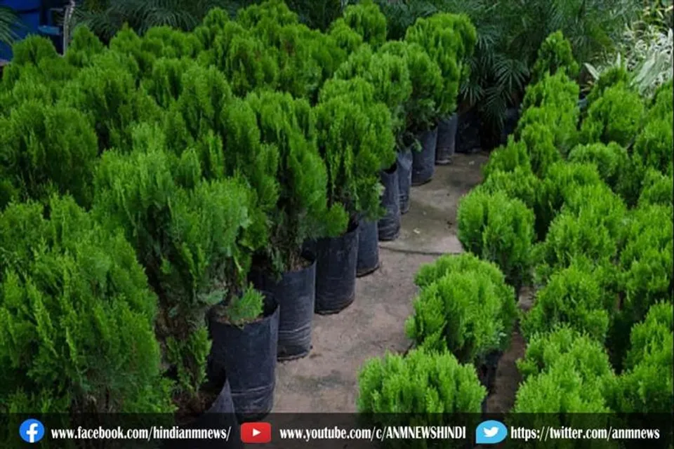 ये पौधा लगाने से जाग उठेगा सोया भाग्य
