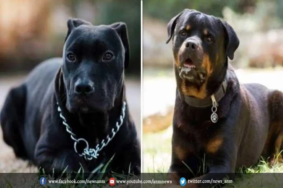 इन प्रजातियों के कुत्ते पालने पर लगी रोक